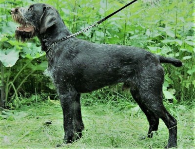 Дратхаар Eiko v.d. Karthane