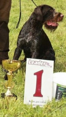 Дратхаар Eiko v.d. Karthane