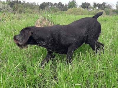 Дратхаар Eiko v.d. Karthane