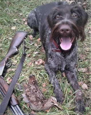 Дратхаар Fabby vom Honeverg