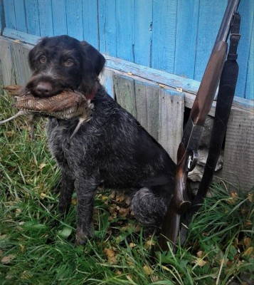 Дратхаар Fabby vom Honeverg