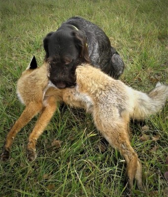 Дратхаар Fabby vom Honeverg