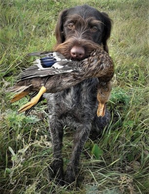 Дратхаар Fabby vom Honeverg