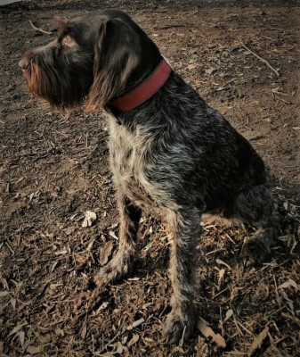 Дратхаар Fabby vom Honeverg