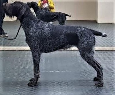 Дратхаар Fabby vom Honeverg