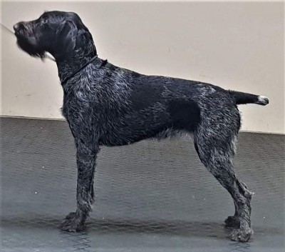 Дратхаар Fabby vom Honeverg