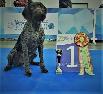 Дратхаар Fabby vom Honeverg