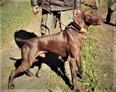 Курцхаар Joze