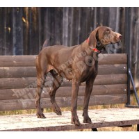 Породистая племенная сука курцхаар! Породистая племенная сука курцхаар!