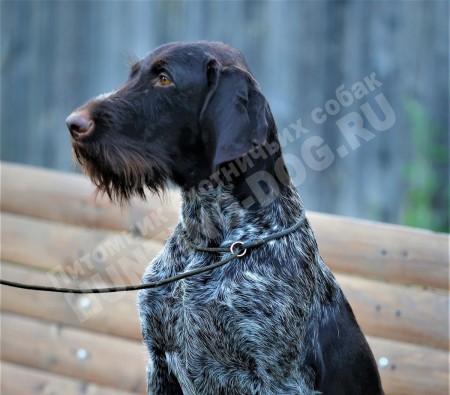 Valda (Вальда)