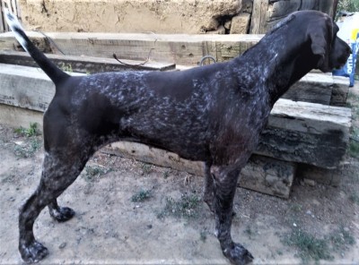 Курцхаар Виват Юнис Молли