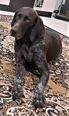 Курцхаар Виват Юнис Молли