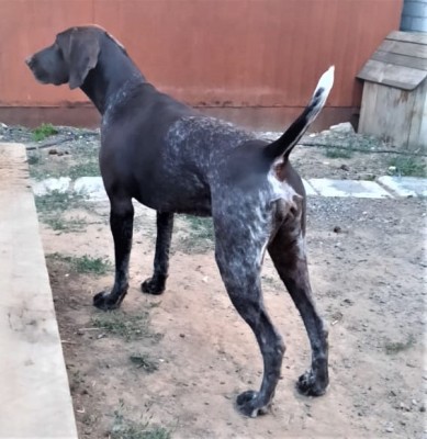 Курцхаар Виват Юнис Молли