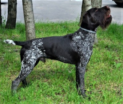 Дратхаар Yukon vom Honeverg