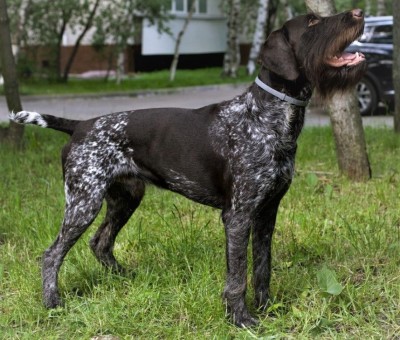 Дратхаар Yukon vom Honeverg