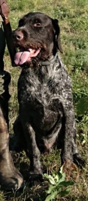 Дратхаар Yukon vom Honeverg