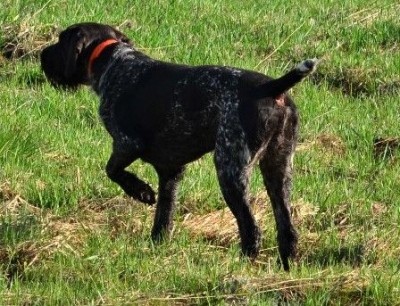 Дратхаар Yukon vom Honeverg