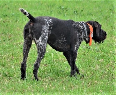 Дратхаар Yukon vom Honeverg