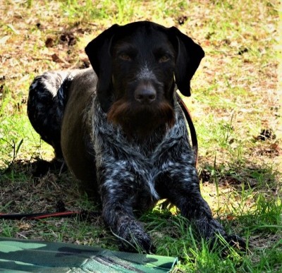 Дратхаар Yukon vom Honeverg