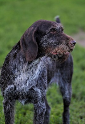 Дратхаар Aki z Purkrabskeho Lesa