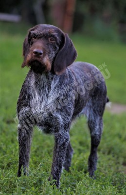 Дратхаар Aki z Purkrabskeho Lesa