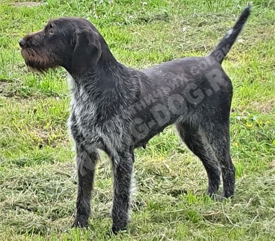 Дратхаар Aki z Purkrabskeho Lesa