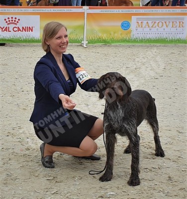 Дратхаар Aki z Purkrabskeho Lesa