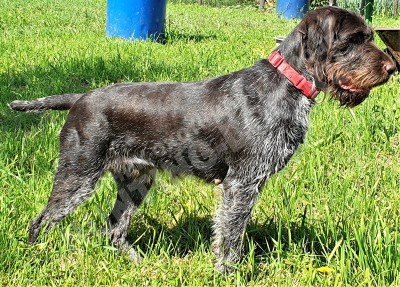 Дратхаар Aki z Purkrabskeho Lesa