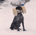 Обучение аппортировке собак охотничьих пород