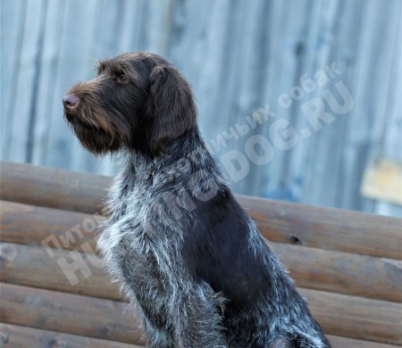 Britta (Бритта)