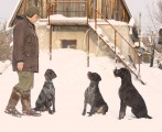 Будни питомника охотничьих собак Hunting-dog