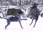 Будни питомника охотничьих собак Hunting-dog