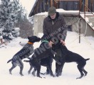 Будни питомника охотничьих собак Hunting-dog