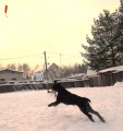 Будни питомника охотничьих собак Hunting-dog