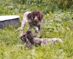 Будни питомника охотничьих собак Hunting-dog