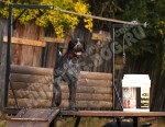 Будни питомника охотничьих собак Hunting-dog