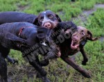 Будни питомника охотничьих собак Hunting-dog