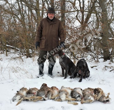 Охота с дратхааром на зайца, трофеи