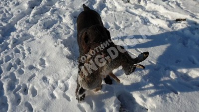 Охота с дратхааром на зайца, трофеи