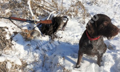 Охота с дратхааром на зайца, трофеи