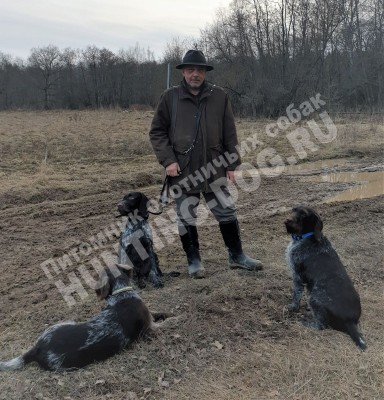 Охота с дратхааром