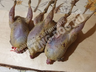 Охота с дратхааром, трофеи