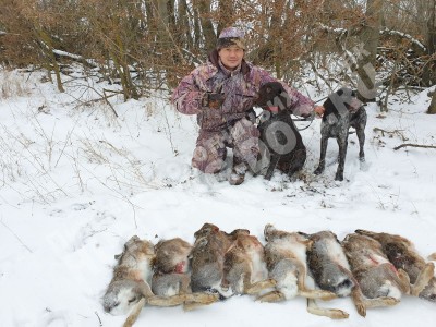 Охота с дратхааром на зайца, трофеи
