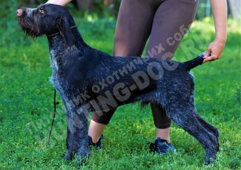 Дратхаар Garri (Гарри)