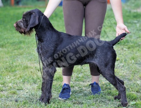 Gretta (Гретта)