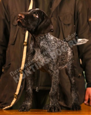 Щенок дратхаар