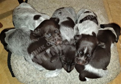 Щенки дратхаара