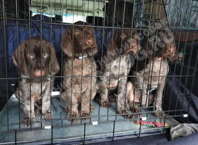 Щенки дратхаара