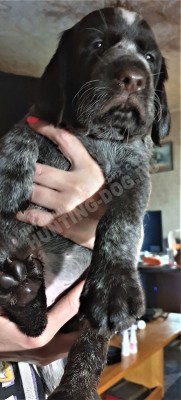 Щенок дратхаар