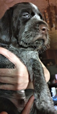 Щенок дратхаар